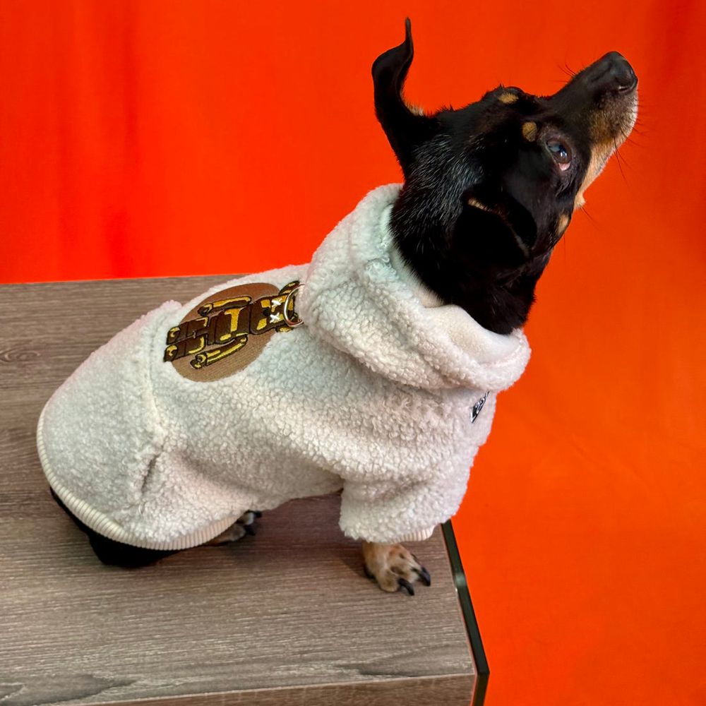 Small black dog looking up, wearing the Bear With Me hoodie